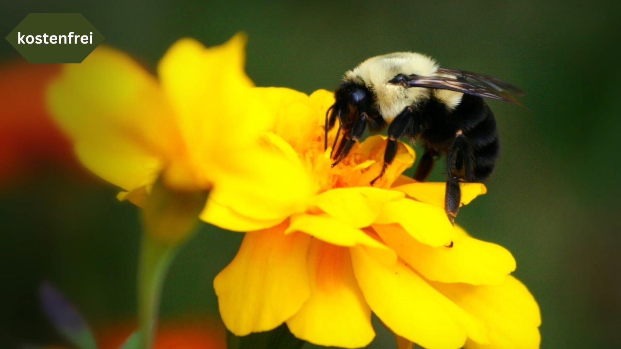 Wildbienen im Spreepark