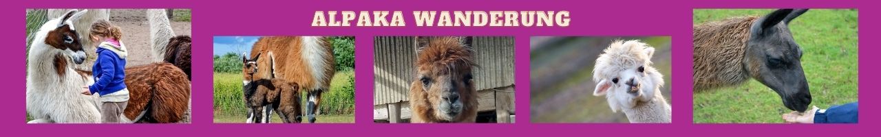 Alpaka Wanderung