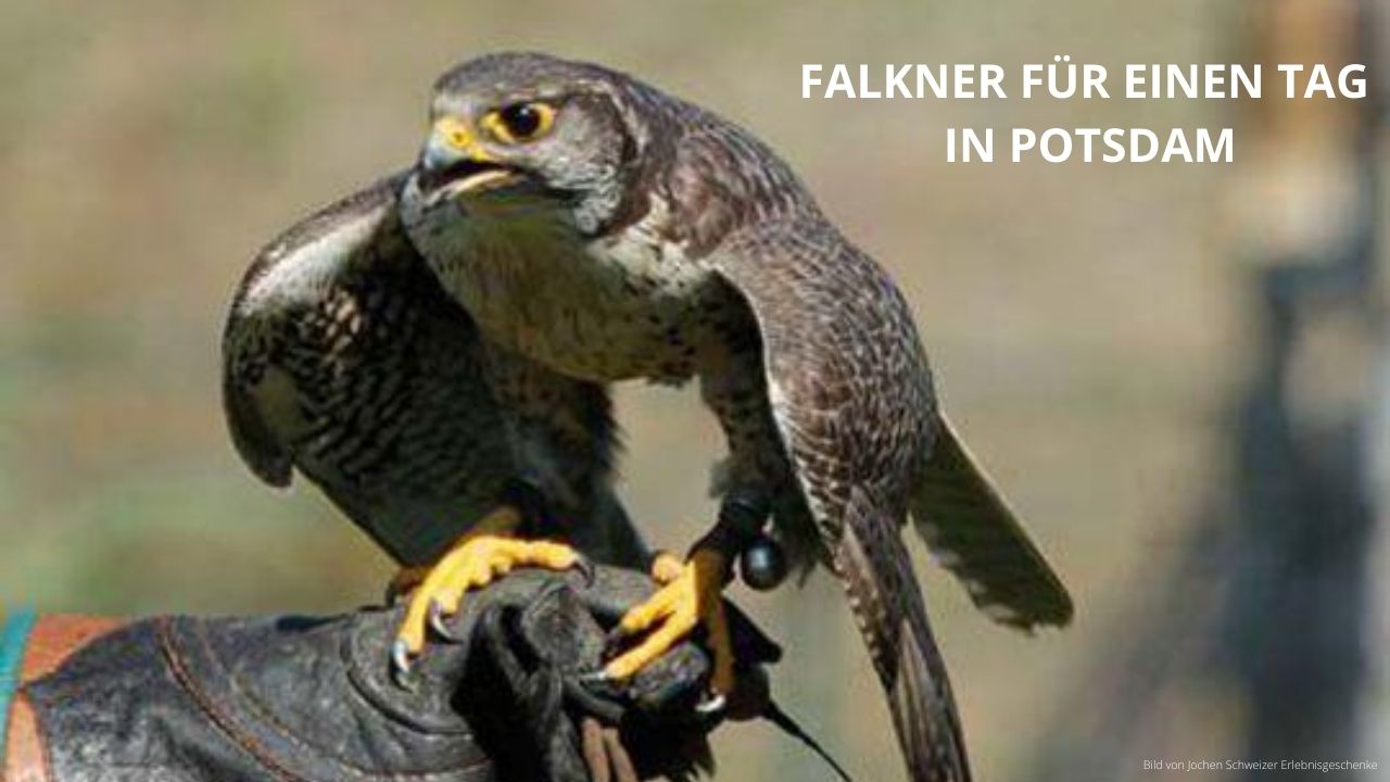 Ein Tag Falkner in Potsdam