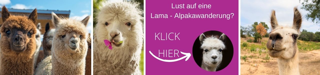  Lama Alpakawanderung