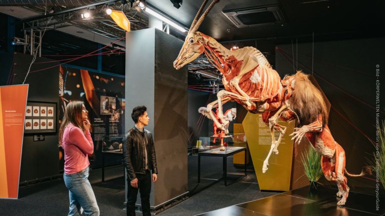 KÖRPERWELTEN Museum Berlin 1