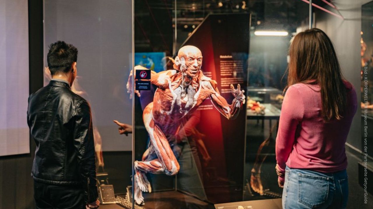 KÖRPERWELTEN Museum Berlin 2
