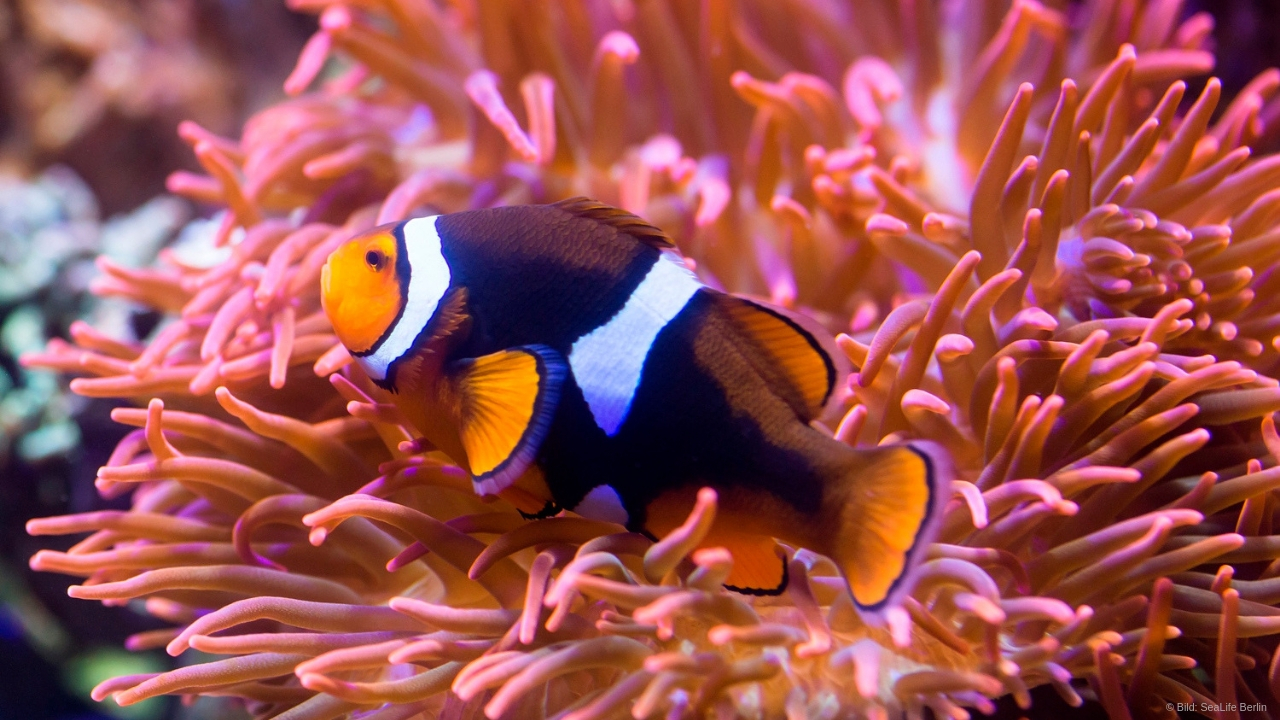 SeaLife Berlin 