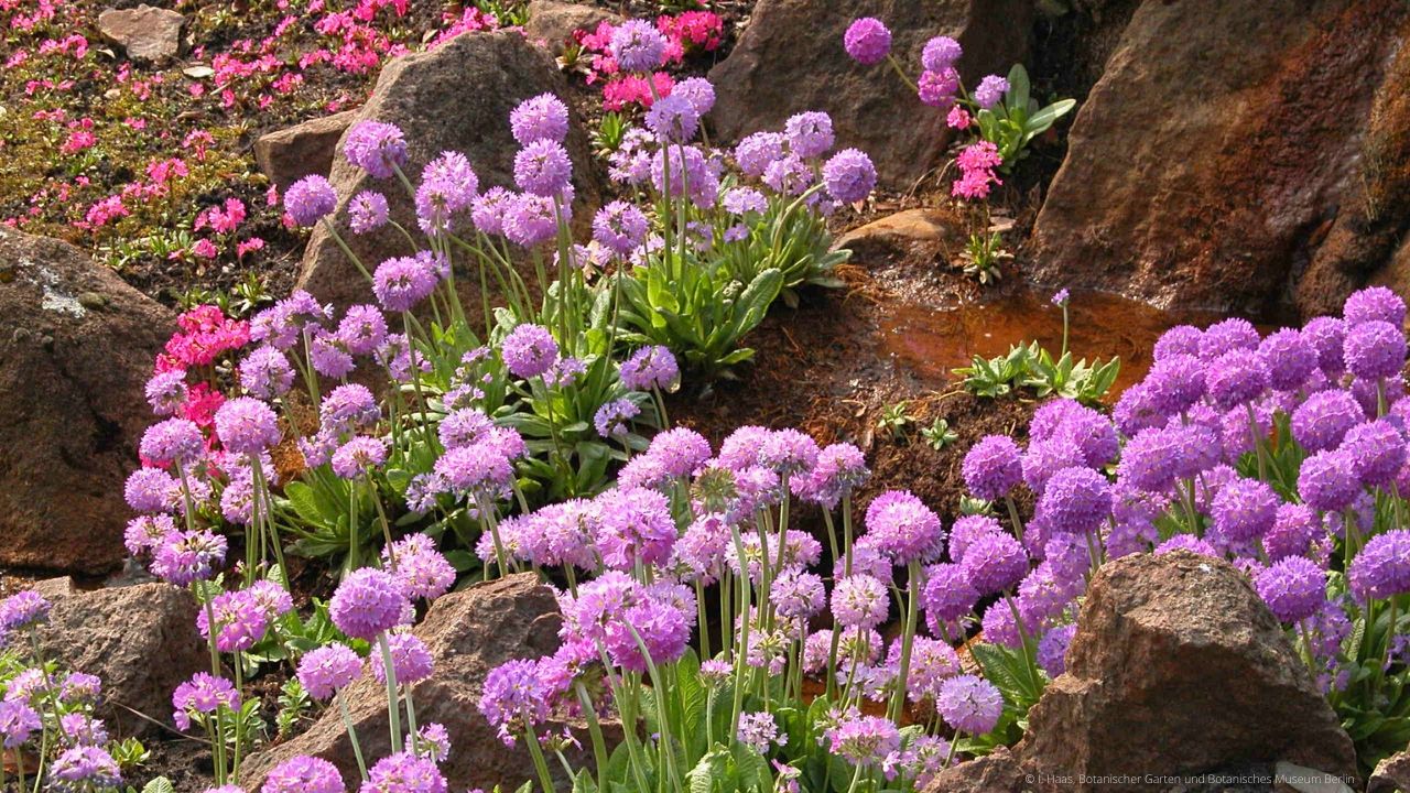 Botanischer Garten in Berlin2