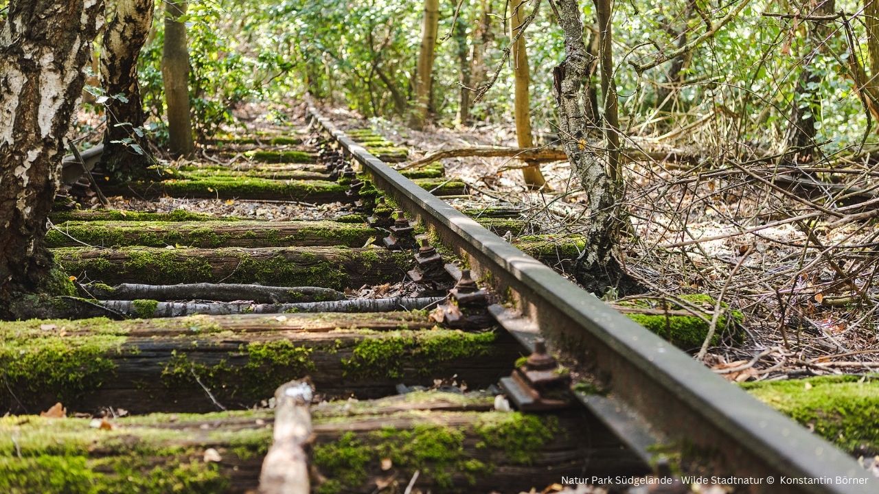 Natur Park Südgelände Wilde Stadtnatur 