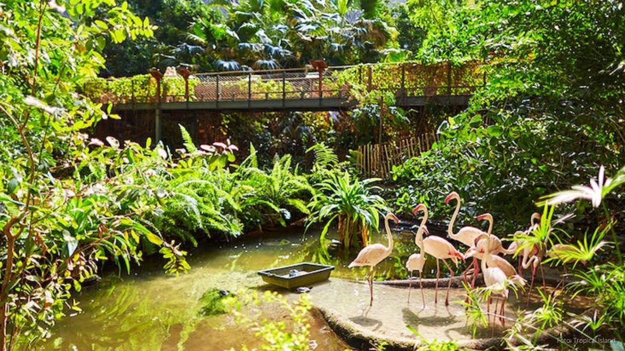 Tropical Island1