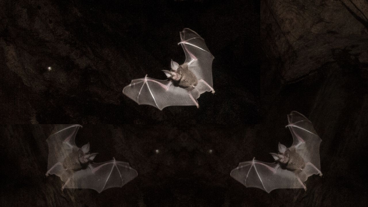 Geheimnisvolle Jäger der Nacht: Entdecke die faszinierende Welt der ...