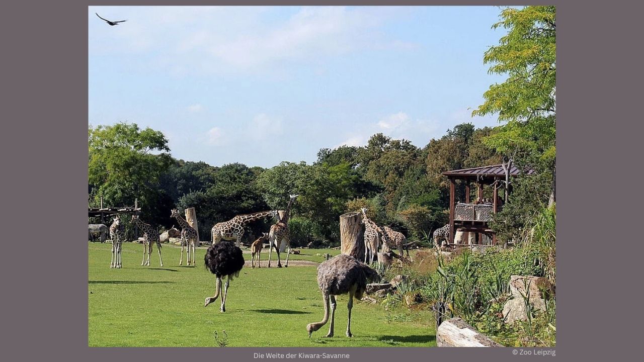 Die Weite der Kiwara-Savanne im Zeipziger Zoo