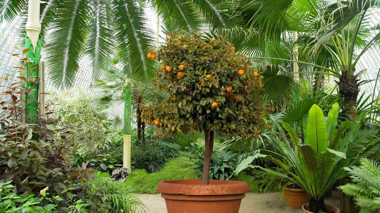 Königliche Pflanzen im Winterschlaf