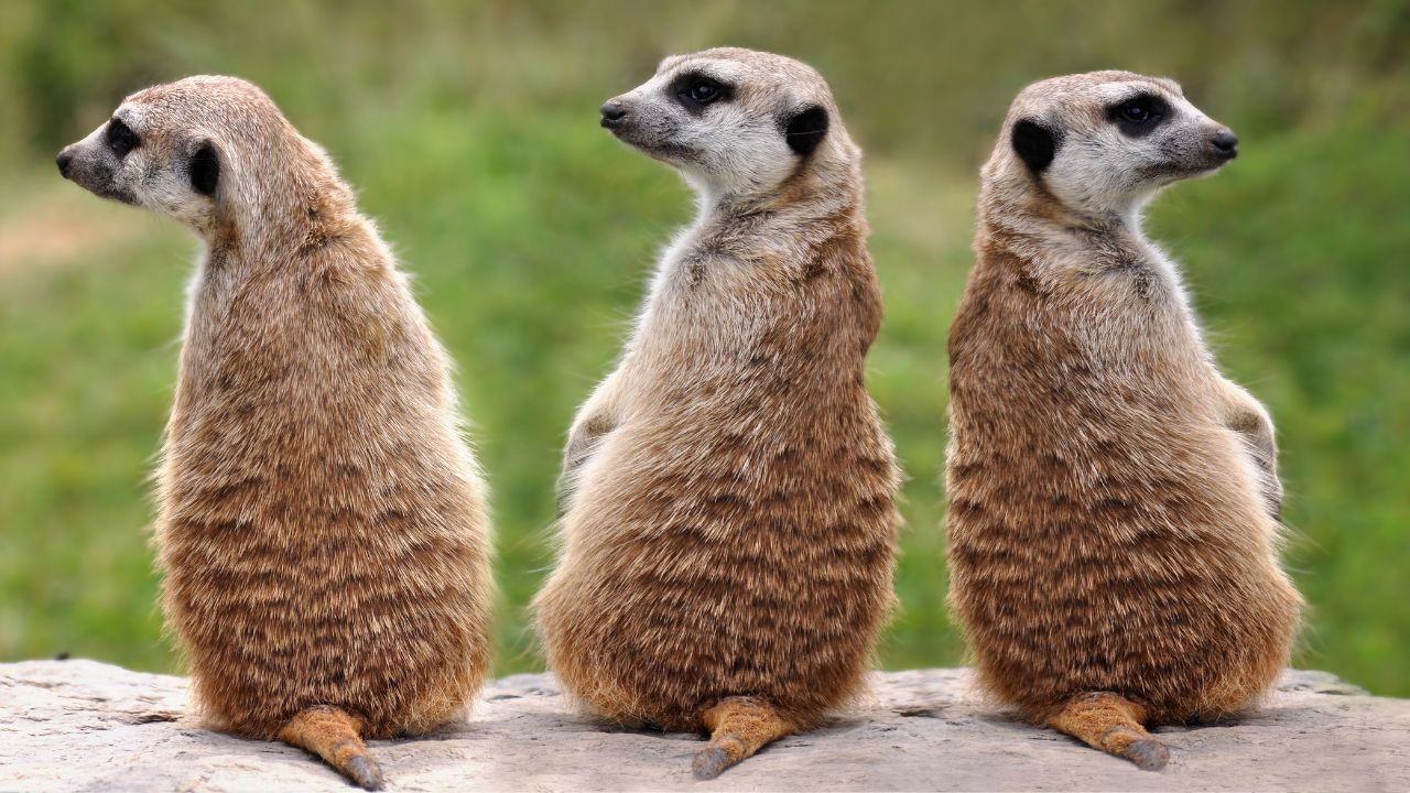 Feierabendtour Zoo Berlin