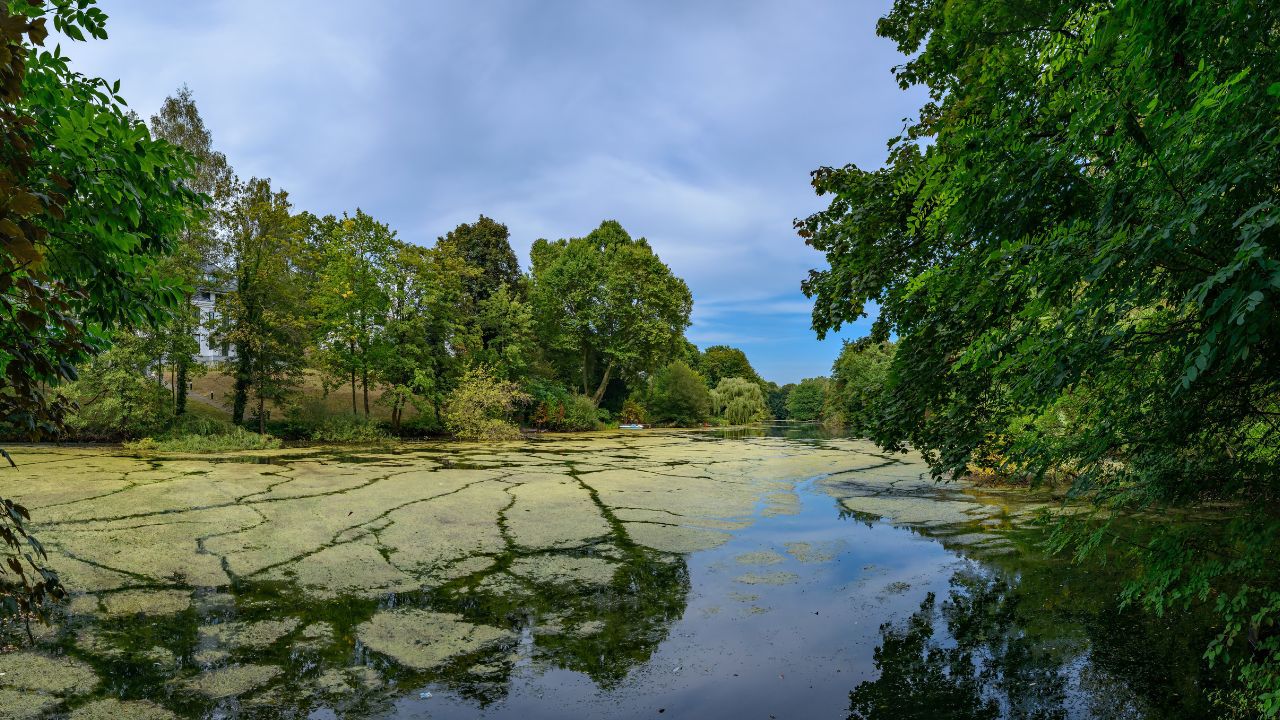 Die grünen Oasen Berlins: Der Grunewald