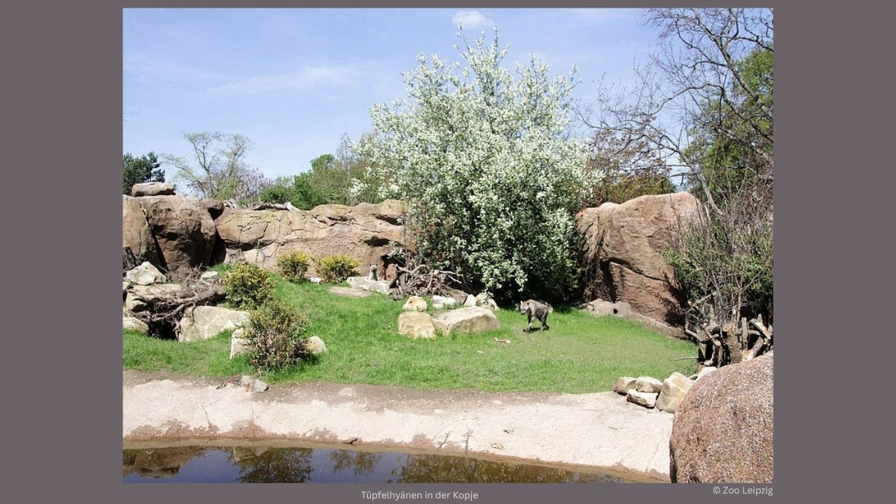 Tüpfelhyänen in der Kopje im Leipziger Zoo