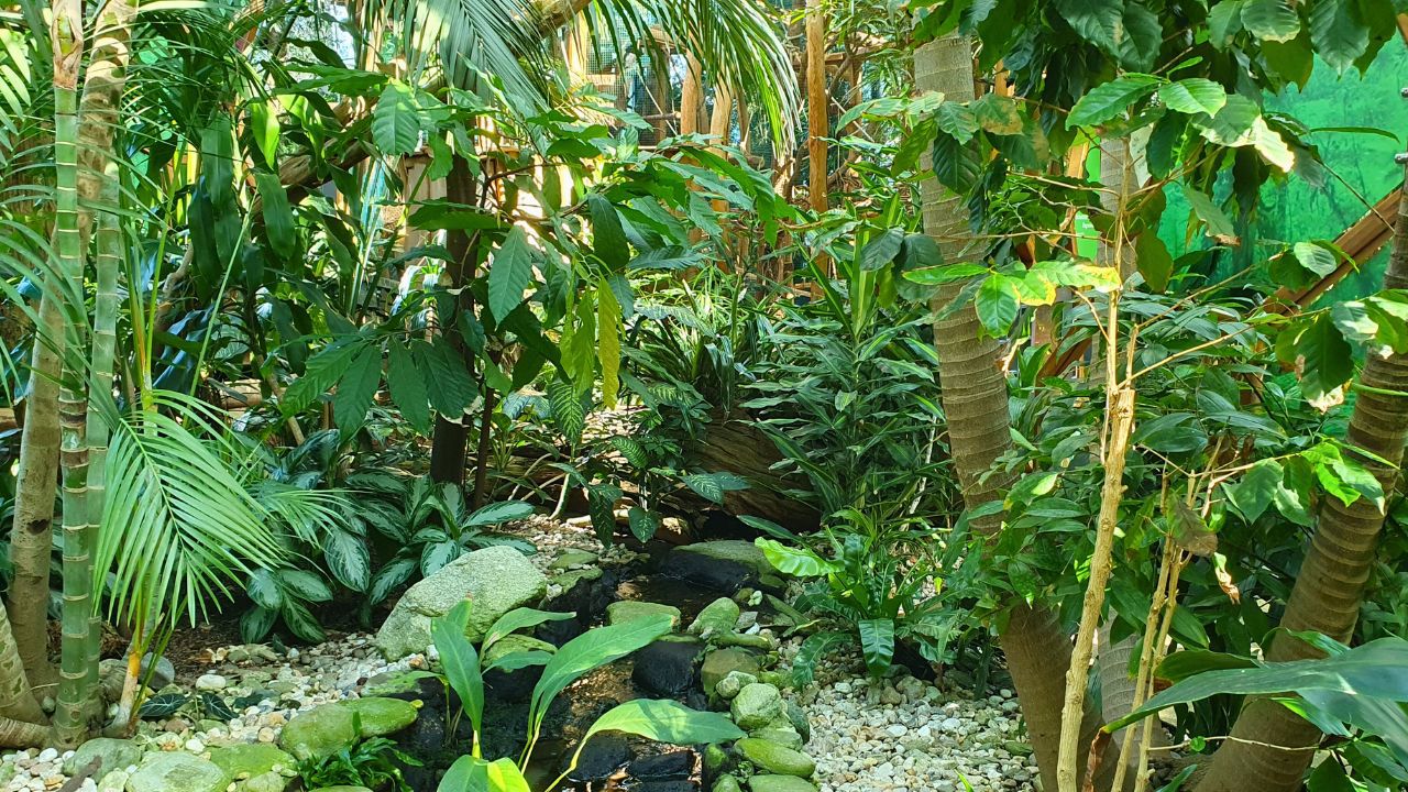 Blick in den Dschungel in der Biosphäre