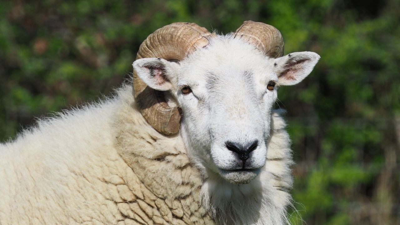 Domäne Dahlem - TierZeit - Schafbesuch