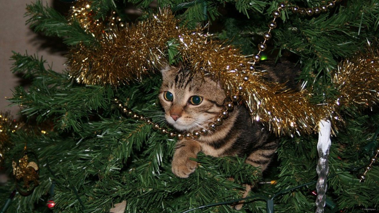 Katze zu Weihnachten