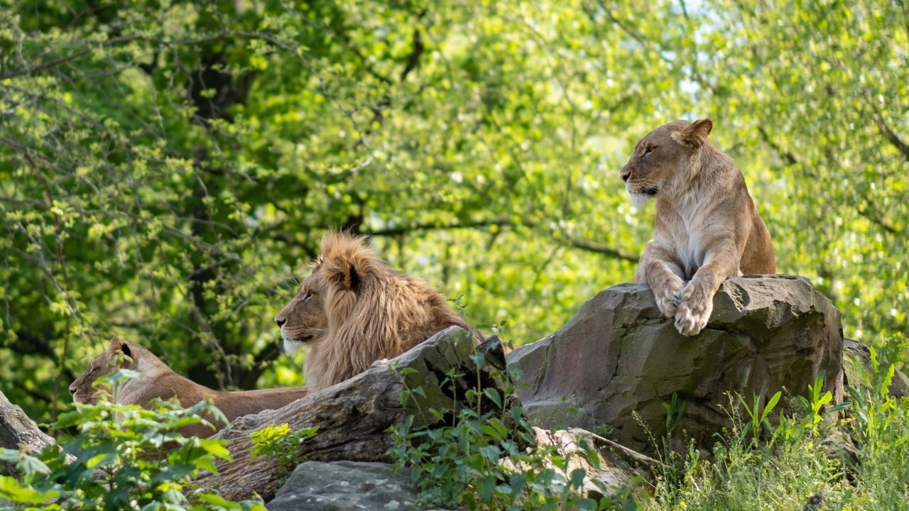 Löwen im Berliner Zoo