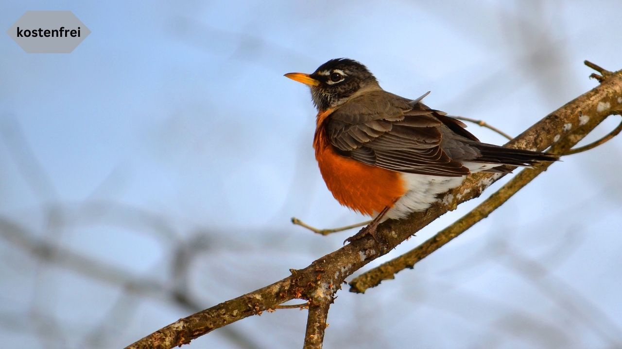Vogelbeobachtung an den Karower Teichen