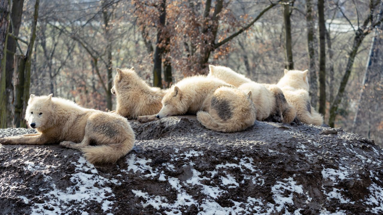 Zoo Berlin