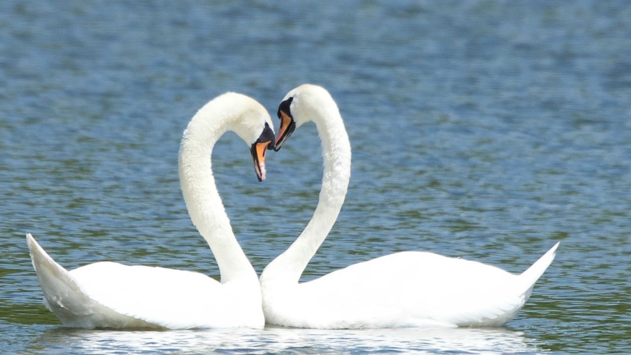 Valentinstour im Tierpark Berlin