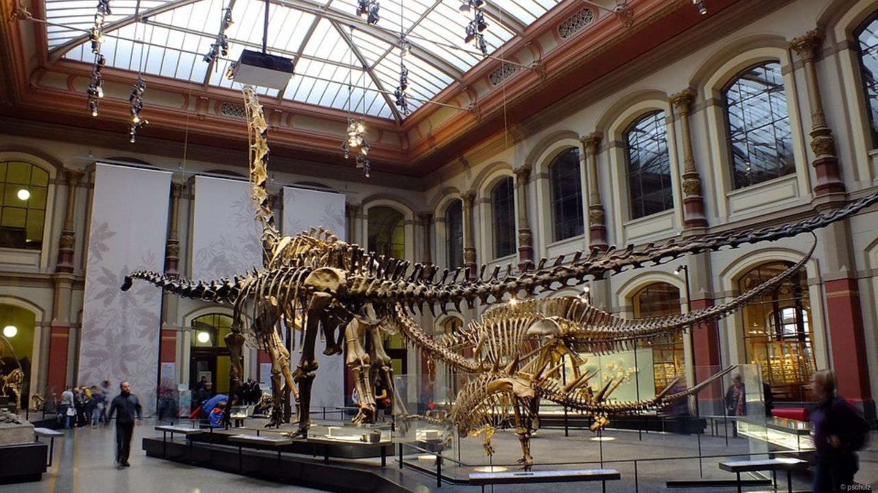 Kostenfrei im Museum für Naturkunde Berlin
