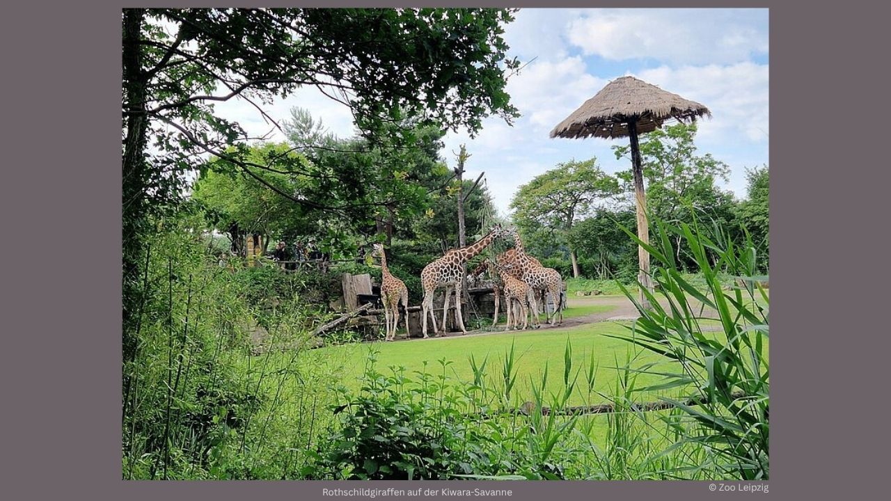 Rothschildgiraffen auf der Kiwara-Savanne im Leipziger Zoo