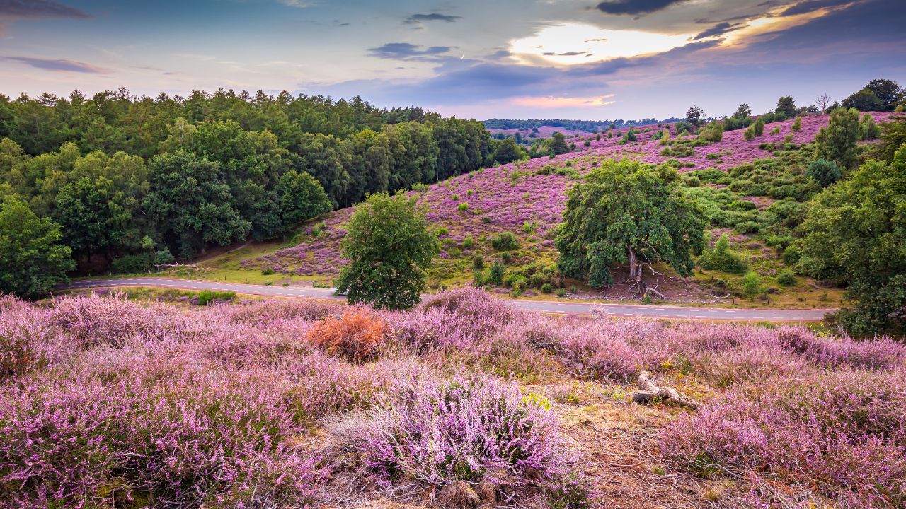 Blühende Heide