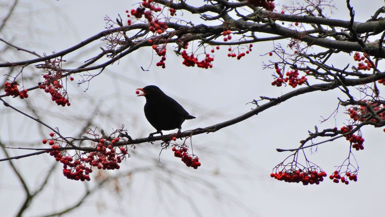 Den Wintervögeln auf der Spur