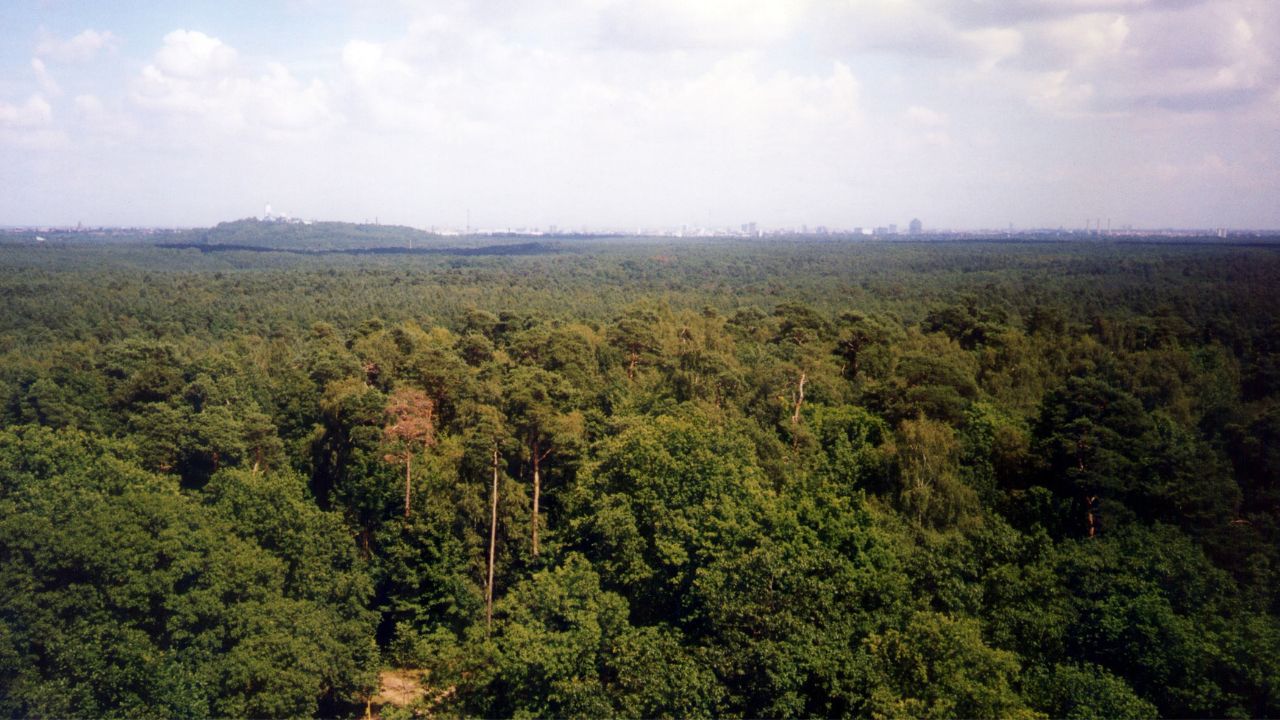 Grunewald in Berlin
