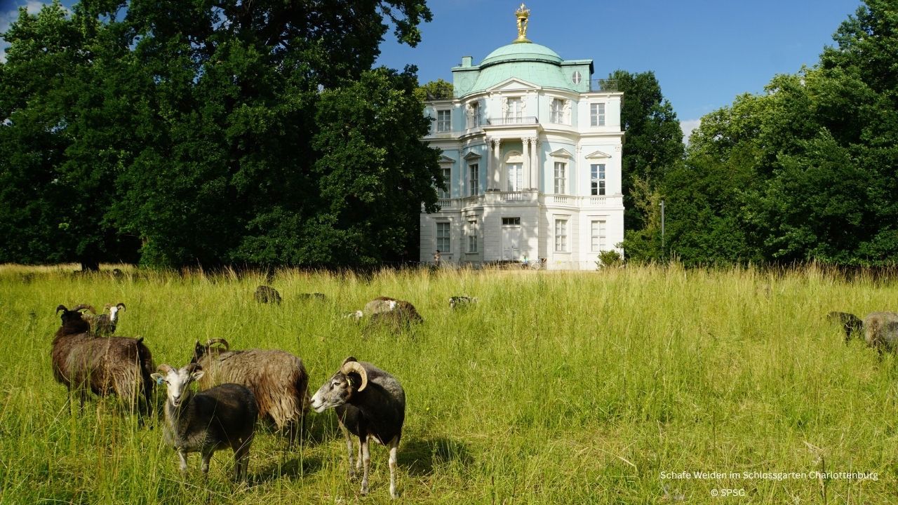 Die Schafe im Schlossgarten Charlottenburg