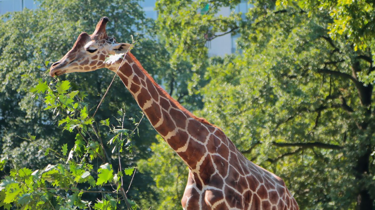 Giraffe im Berliner Zoo