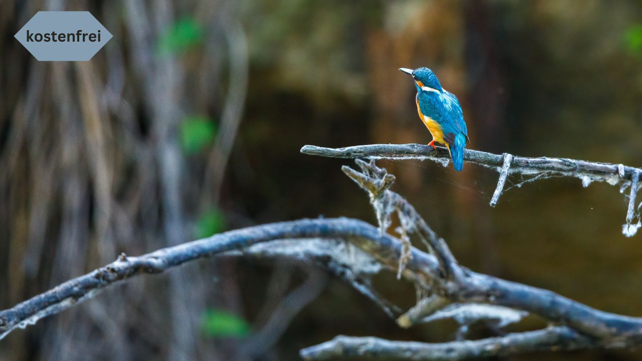 Eisvogel