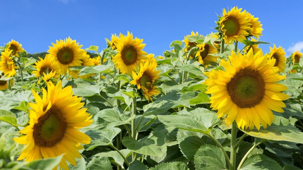 Sommerfest mit der ganzen Familie auf dem Biohof.