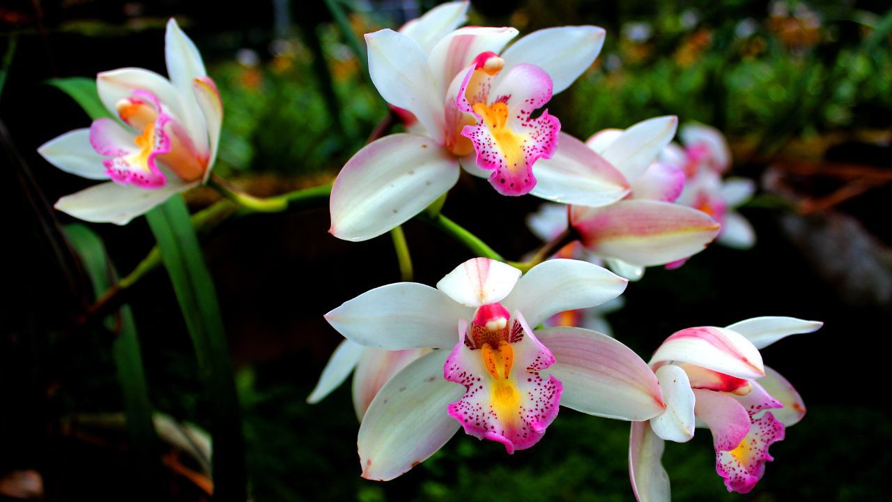 Orchideen-Show