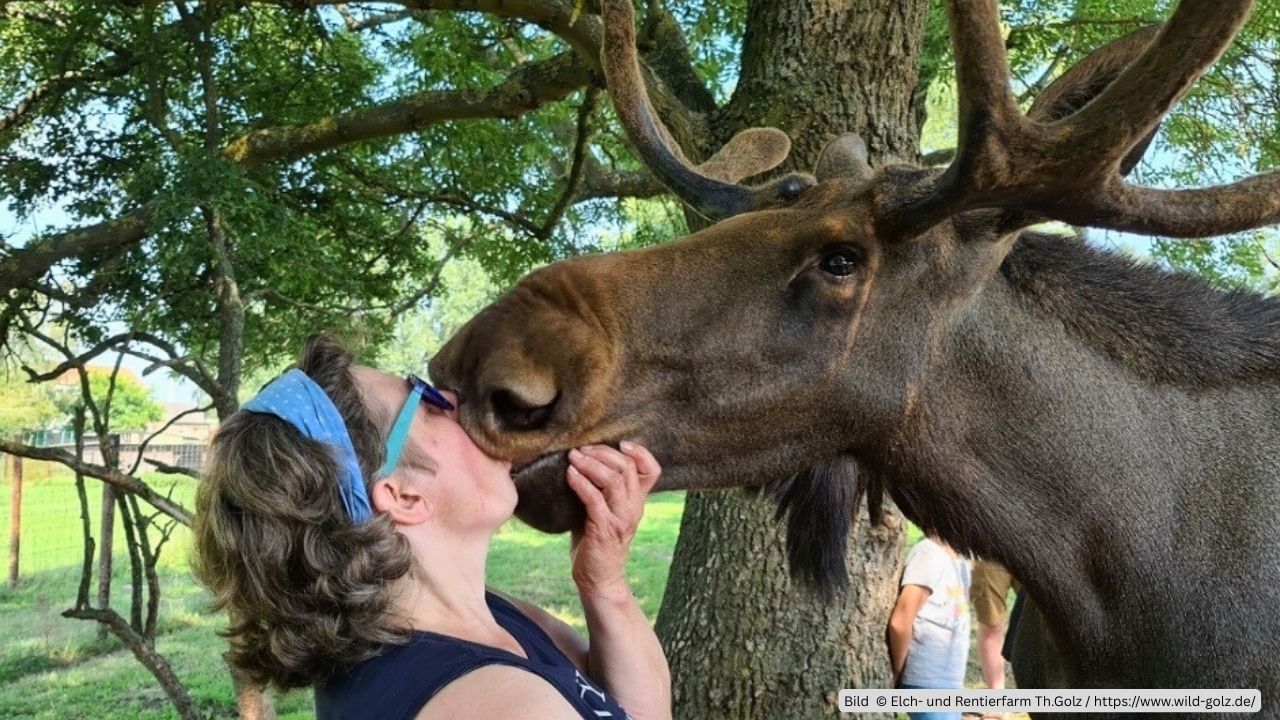 Mich knutscht ein Elch