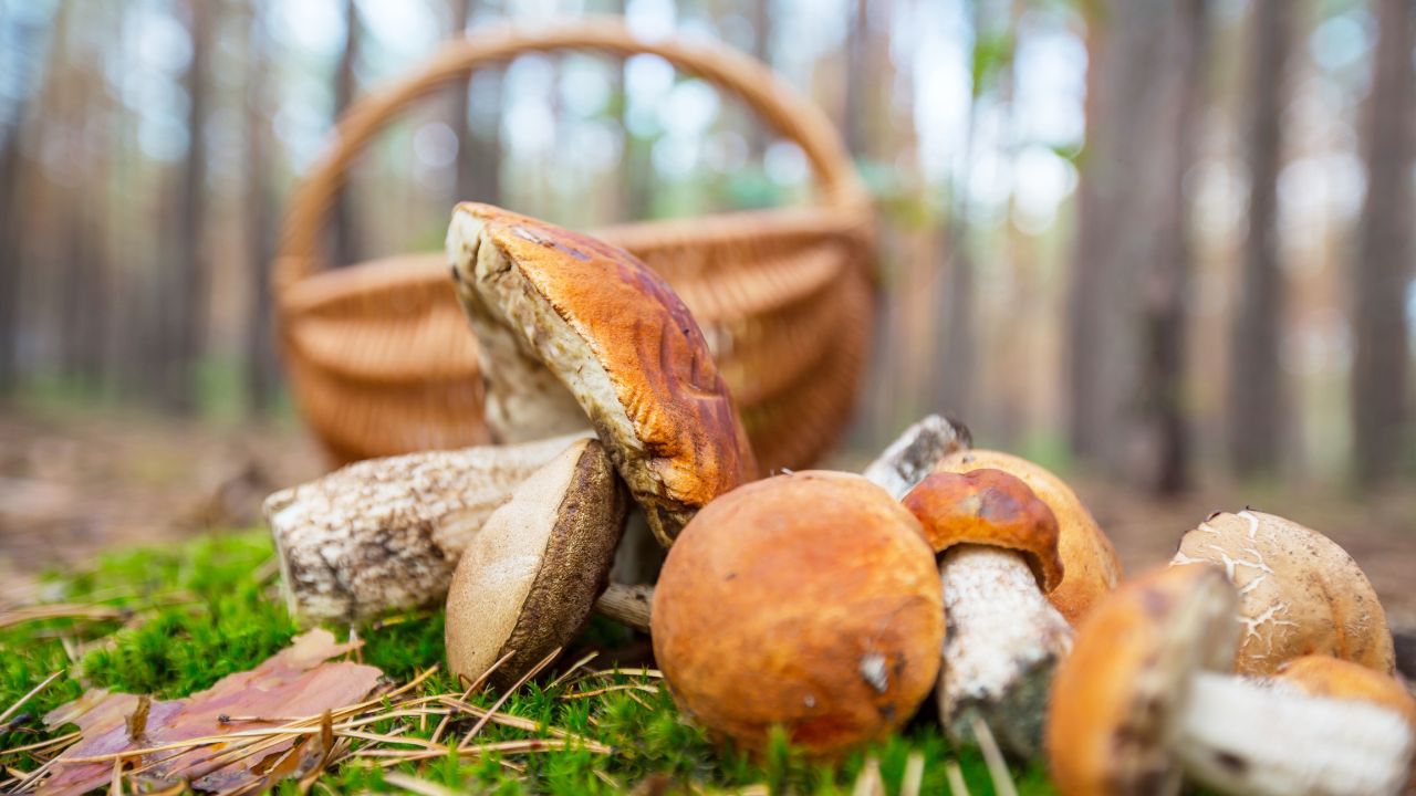 Pilz-Wanderung