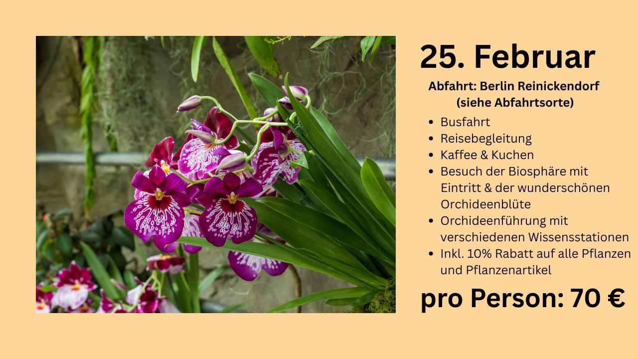 Orchideenblüte in die Biosphäre Potsdam