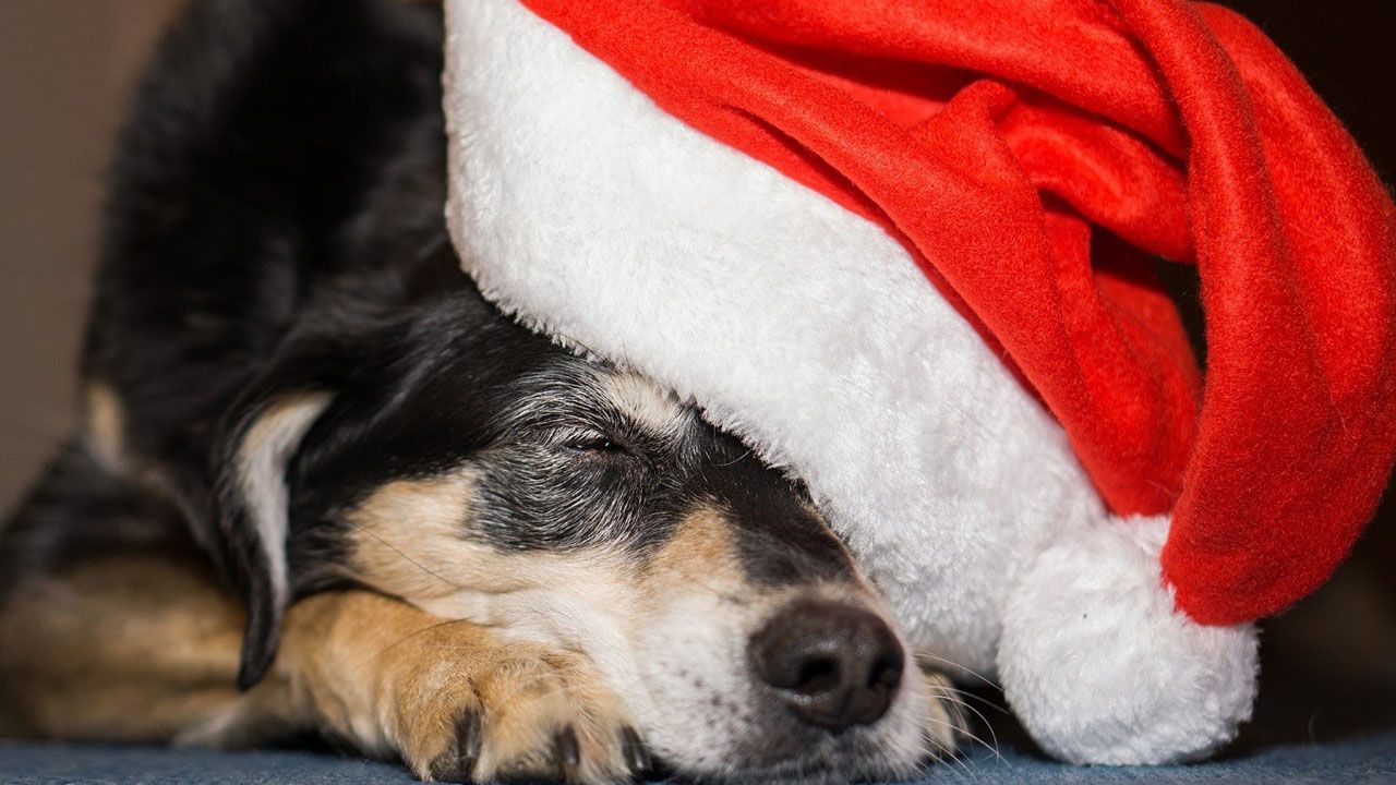 Dog Christmas Market - 9th and 10th December in Berlin