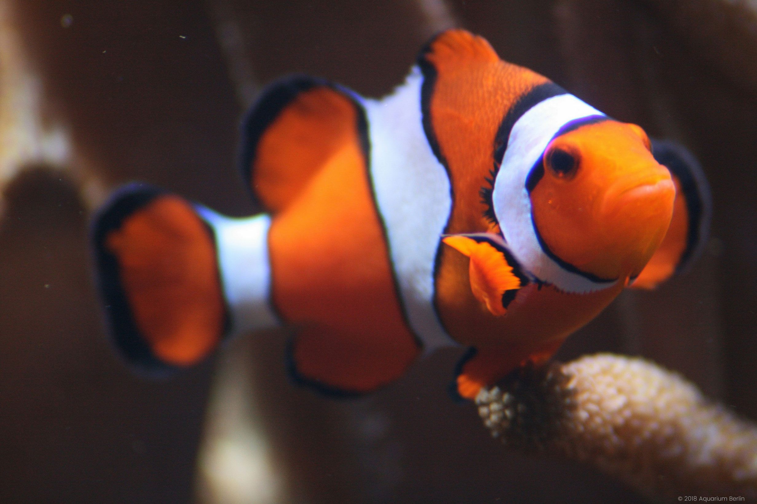 Aquarium in Berlin