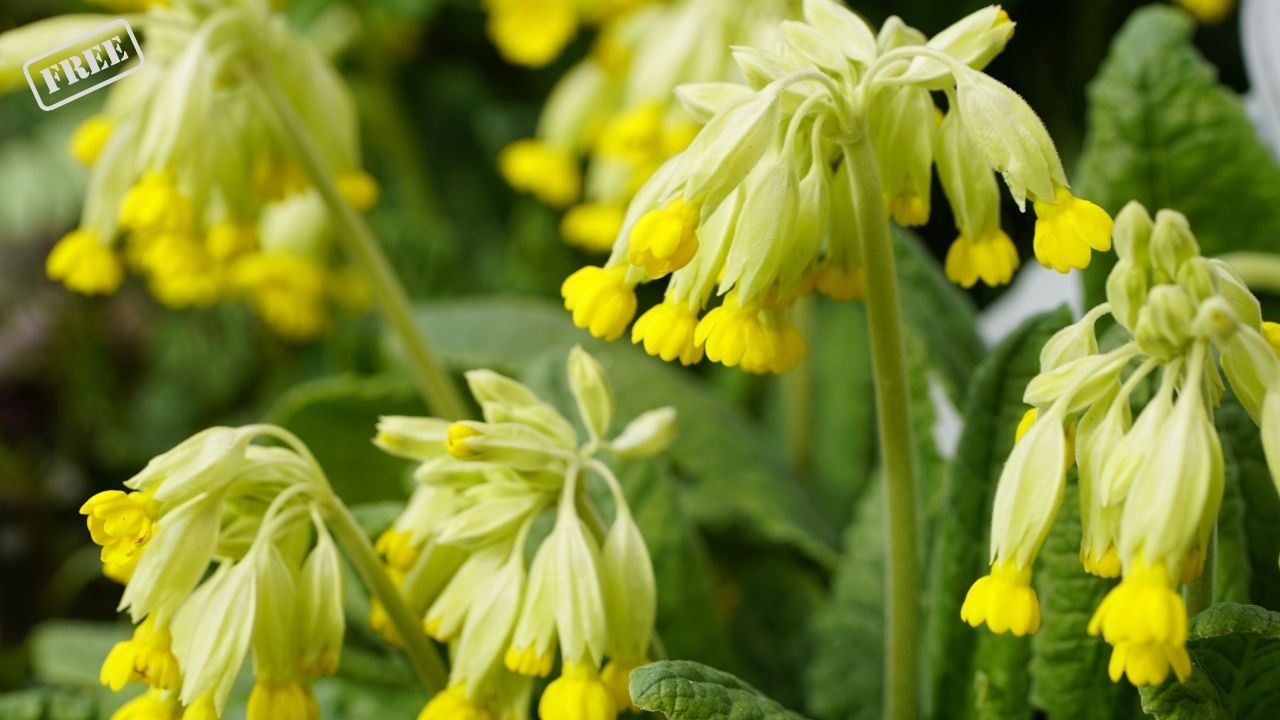 Pflanzenjagd in Berlin