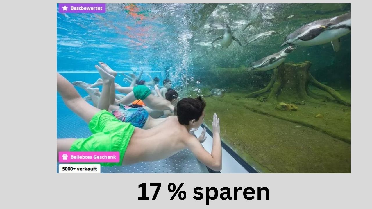 Schwimmen Sie mit Pinguinen