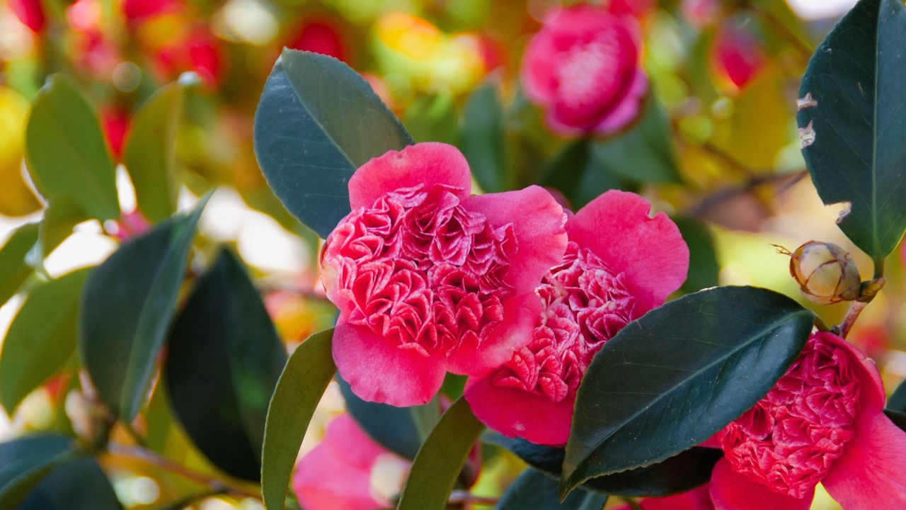 Kamelien im Botanischen Garten Berlin