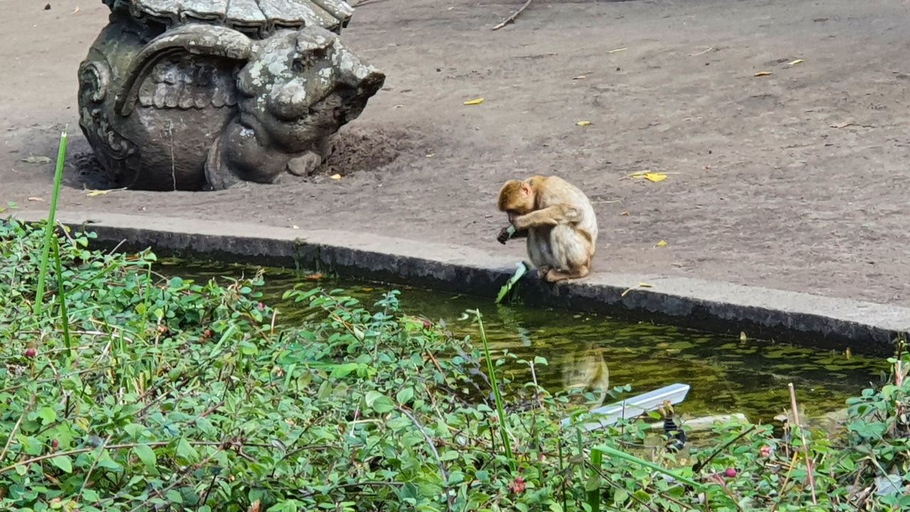 Affe im Tierparrk Berlin