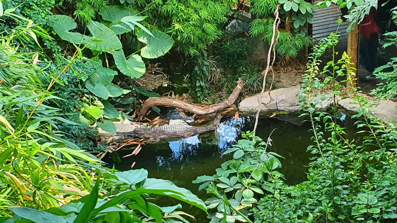 Krokodil im Tierpark Berlin
